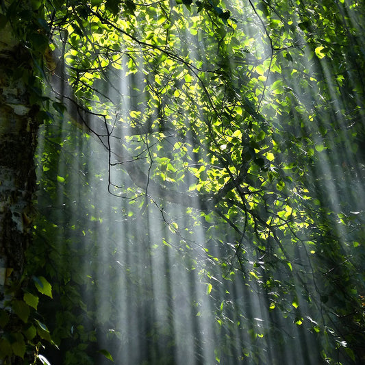 Theories of Magic: Do you believe in faeries?