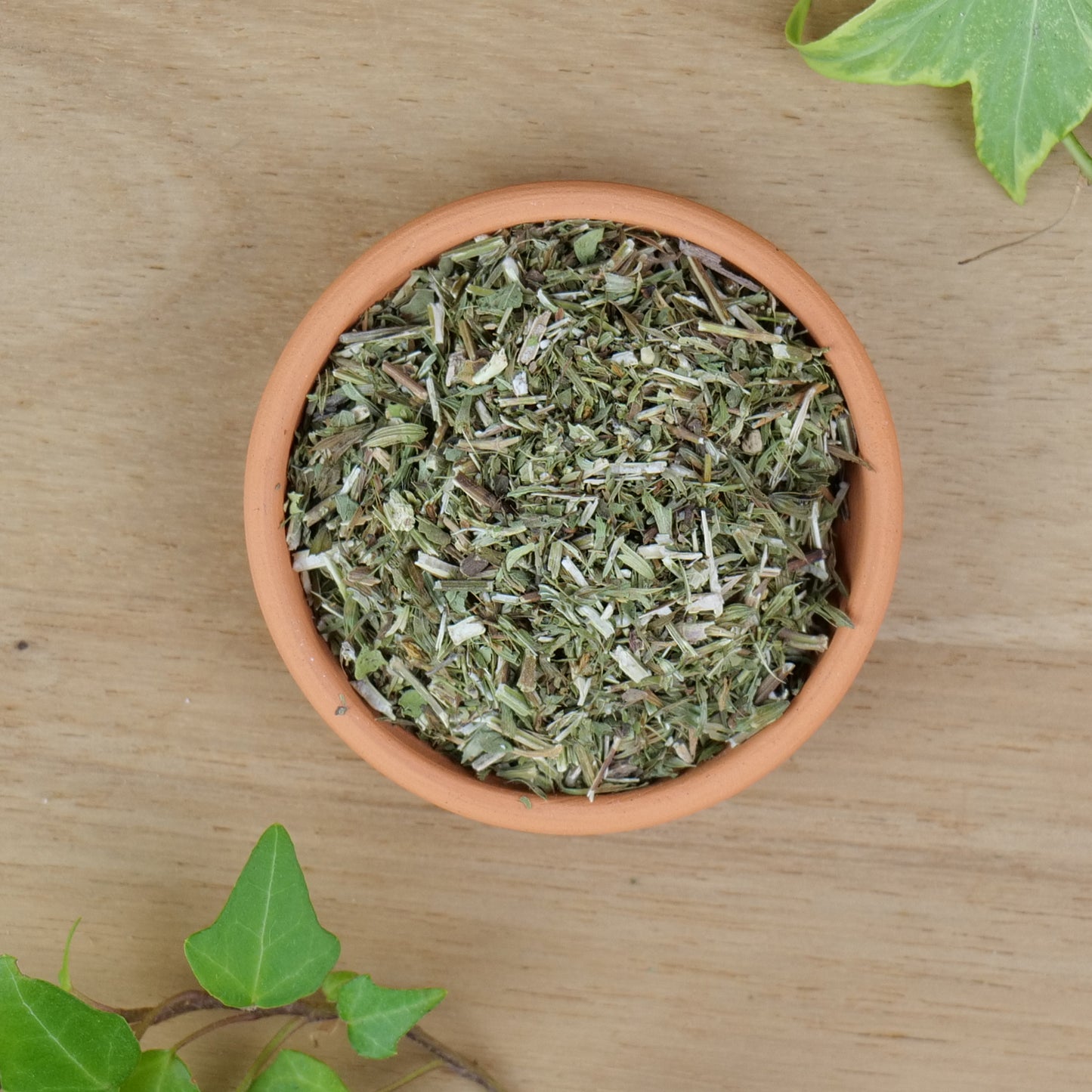 Lemon Balm (Melissa officinalis)