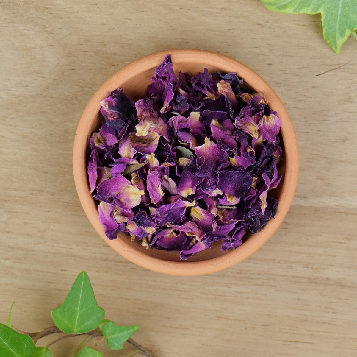 Apothecary Rose (Rosa gallica)