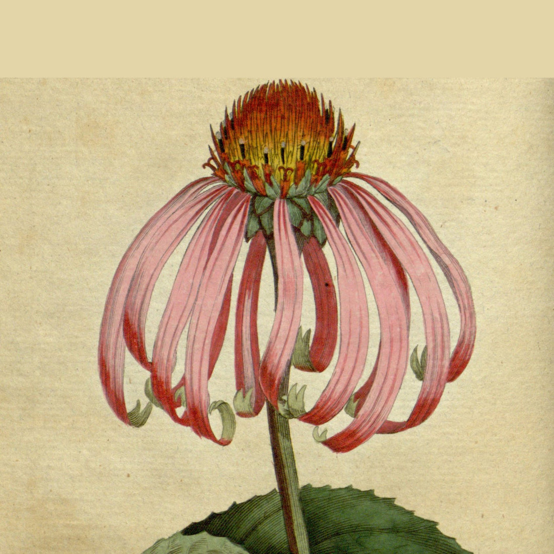 Echinacea: The Hedgehog Flower