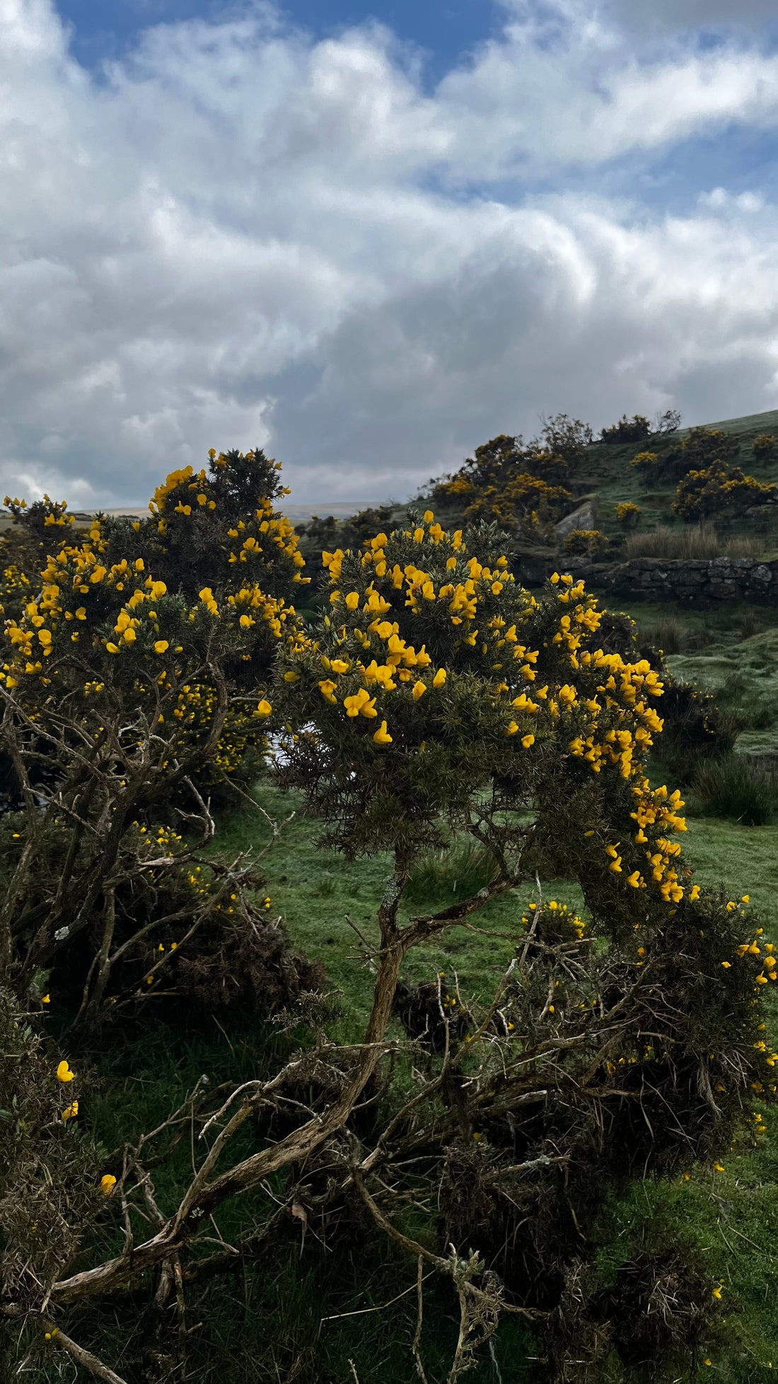 The Prickly Potency of Magical Gorse