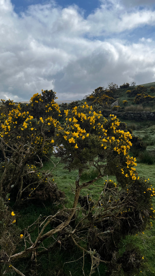 The Prickly Potency of Magical Gorse