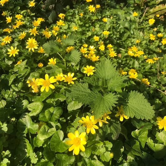 Lesser Celandine | Imbolc | Green Grimoire