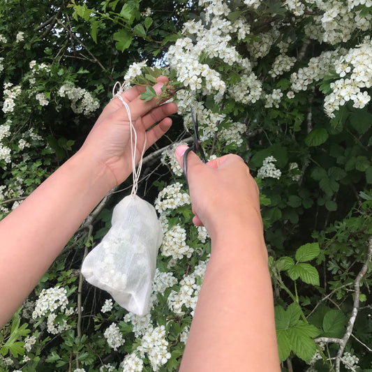 Hawthorn | Beltane | Green Grimoire