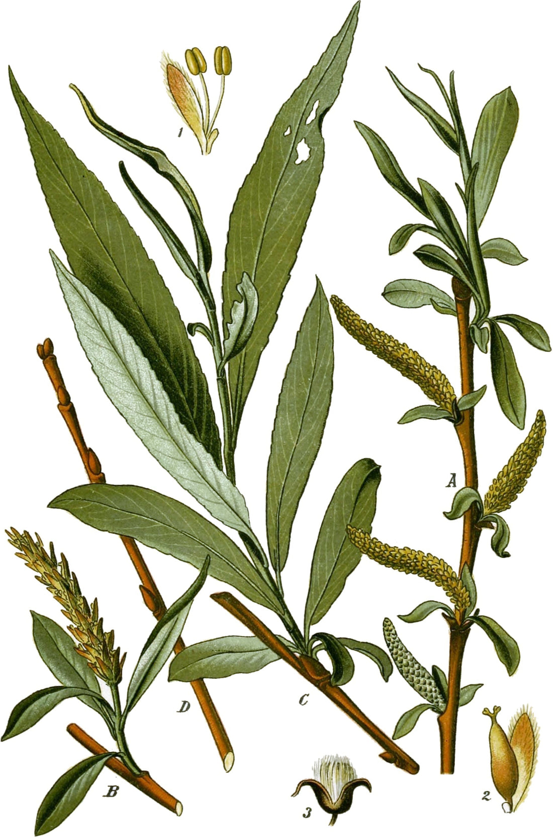 White Willow Bark: Herb at the Edge of Enlightenment