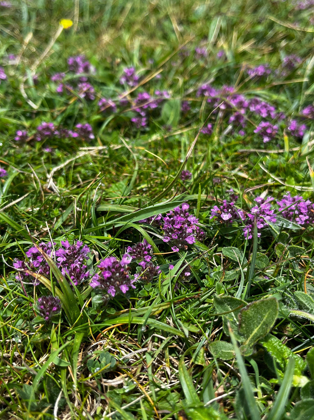 Wild Thyme: From Sacred Worship to a Cure-for-all-ills