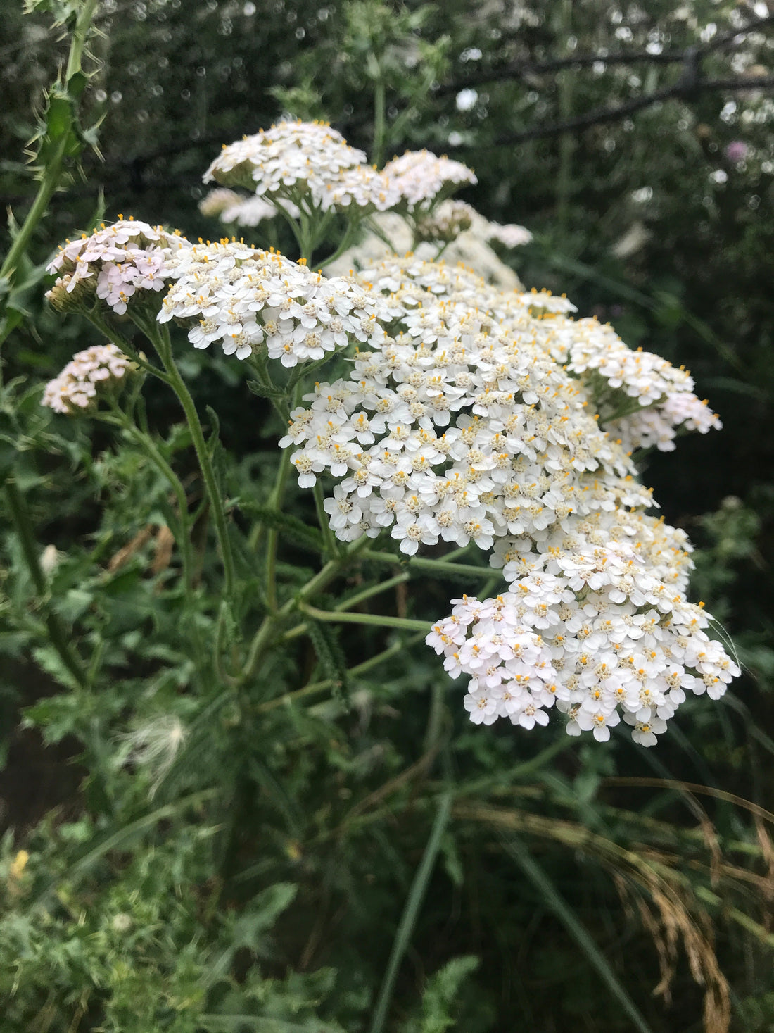 Yarrow | Midsummer | Green Grimoire