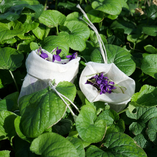 Sweet Violet | Imbolc | Green Grimoire
