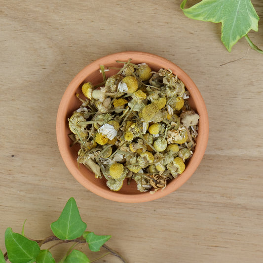 German Chamomile (Matricaria recutita)