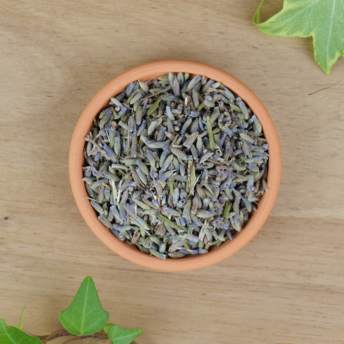 Lavender (Lavendula angustifolia)