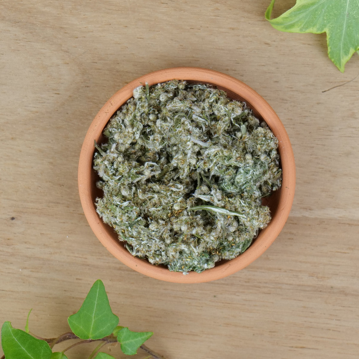Mugwort (Artemisia vulgaris)